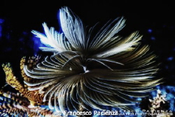 Tubeworms with HDR processing. by Francesco Pacienza 